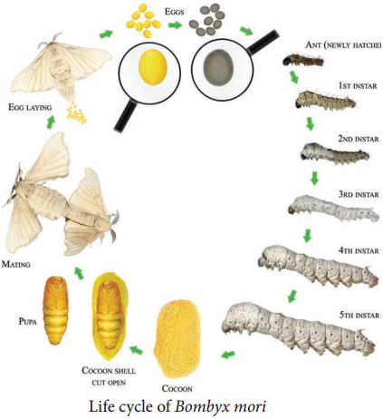 Sericulture img 3