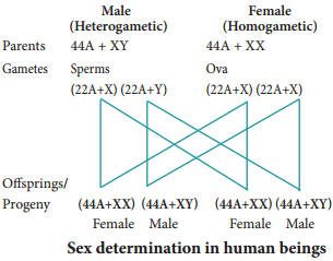 Sex Determination img 1