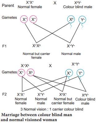 Sex Linked Inheritance img 1