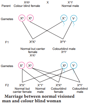 Sex Linked Inheritance img 2