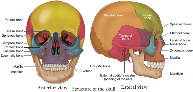 The Skeletal System - The Axial Skeleton img 1