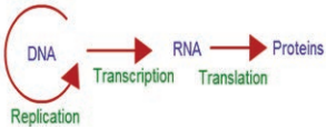 Transcription img 1