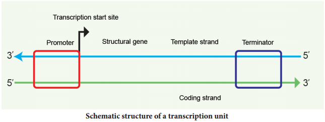 Transcription img 2