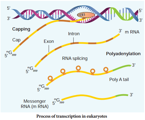 Transcription img 4