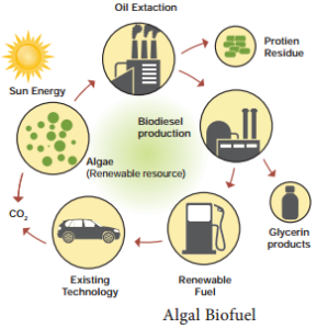 Transgenic Plants Genetically Modified Crops img 7