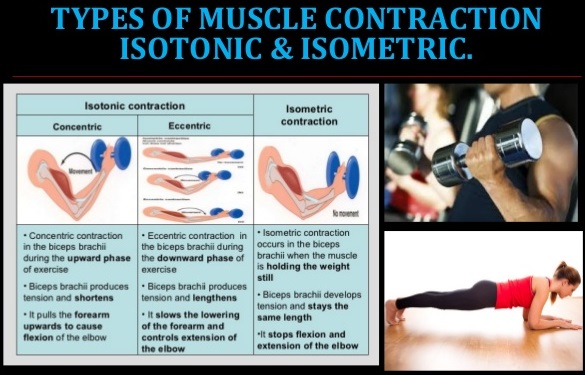 What is an example of eccentric contraction? What is an example of eccentric contraction?