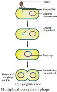 Viruses img 5