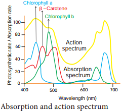 Absorption Spectrum and Action Spectrum img 1