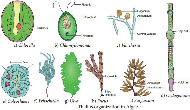 Algae Anatomy