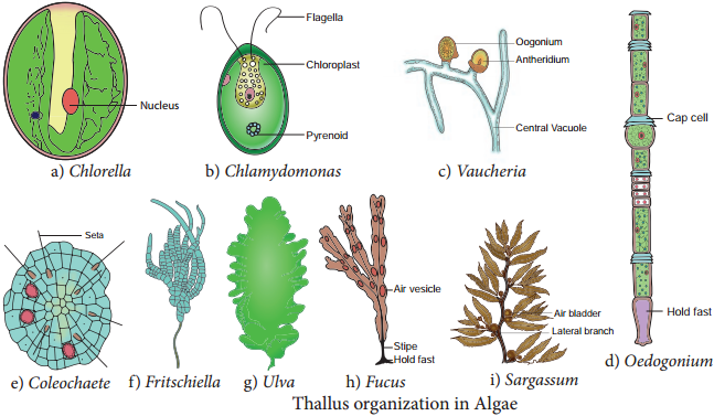 what are the different shapes of chloroplast in deifferent algal groups 