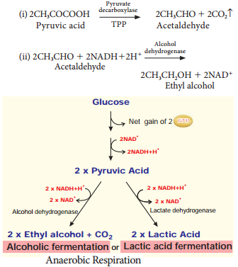 Anaerobic Respiration img 1