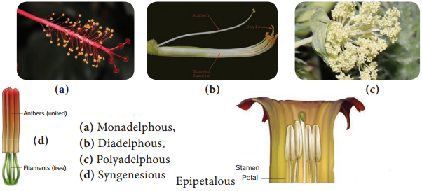 Androecium img 3