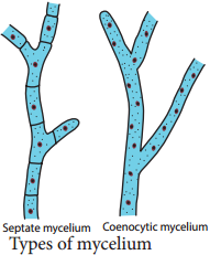 Bacteria img 17