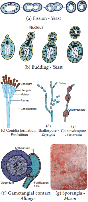 Bacteria img 18