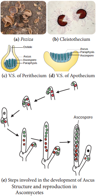 Bacteria img 19