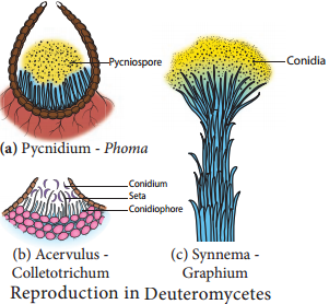 Bacteria img 21