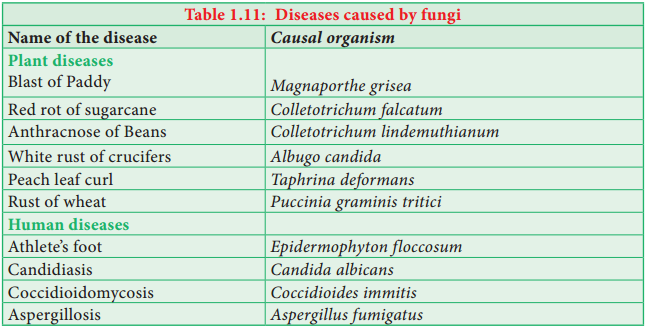 Bacteria img 22