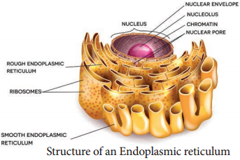 Cell Organelles img 1