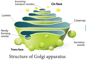 Cell Organelles img 2