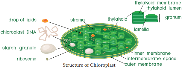 Cell Organelles img 6