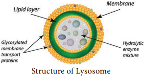 Cell Organelles img 9