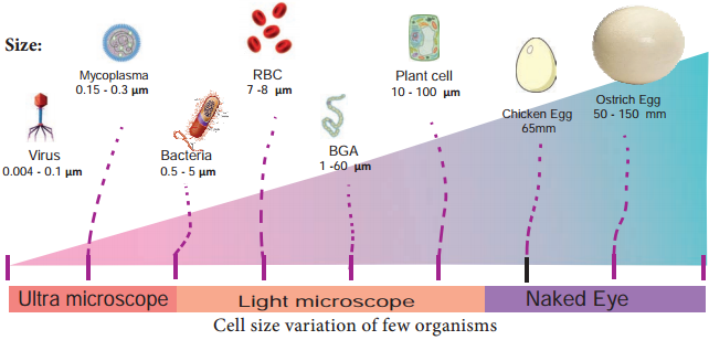 Cell Theory img 1