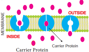 Cell to Cell Transport img 4