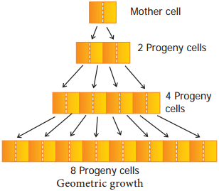 Characteristics of Growth img 3