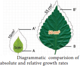 Characteristics of Growth img 5