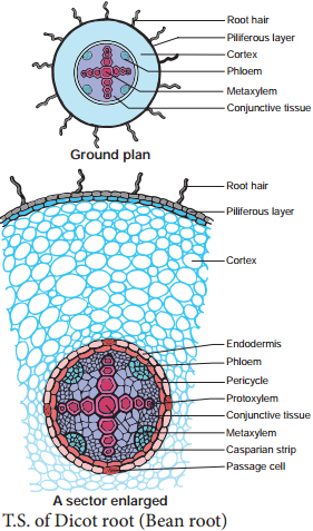 Comparision of Primary Structure - Dicot and Monocot Root - Stem and Leaf img 1