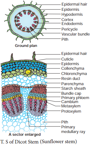 Comparision of Primary Structure - Dicot and Monocot Root - Stem and Leaf img 2