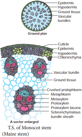 Comparision of Primary Structure - Dicot and Monocot Root - Stem and Leaf img 3