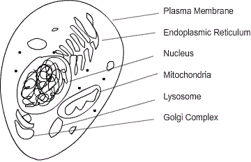 Discovery of a Cell img 1