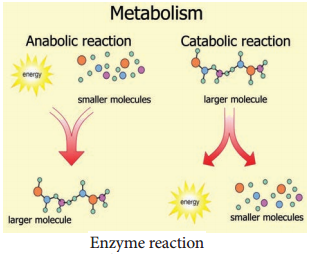 Enzymes img 1