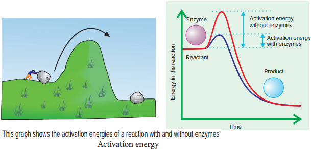 Enzymes img 2