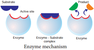 Enzymes img 3