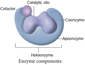 Enzymes img 4