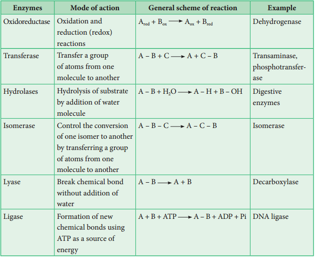 7 classes of enzymes with examples