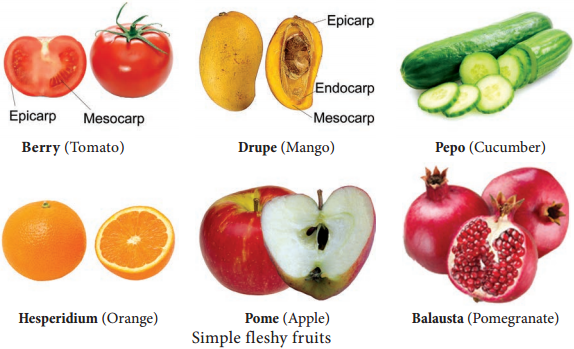 Fruits img 2