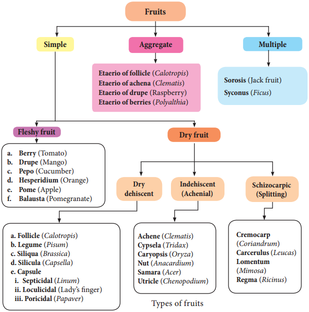 Fruits structure of fruits and its types