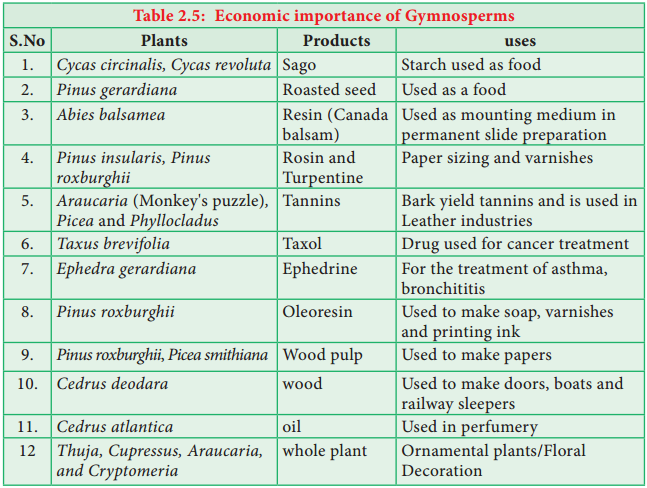 Gymnosperms img 4