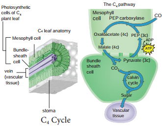 Hatch & Slack Pathway or C Cycle or Dicarboxylic Acid Pathway or Dicarboxylation Pathway img 1