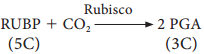 Hatch & Slack Pathway or C Cycle or Dicarboxylic Acid Pathway or Dicarboxylation Pathway img 3