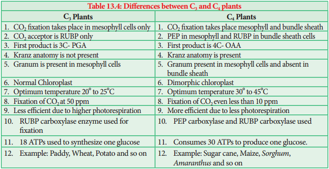 Hatch & Slack Pathway or C Cycle or Dicarboxylic Acid Pathway or Dicarboxylation Pathway img 4