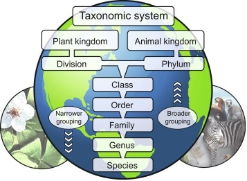 International Code of Botanical Nomenclature (ICBN) img 1