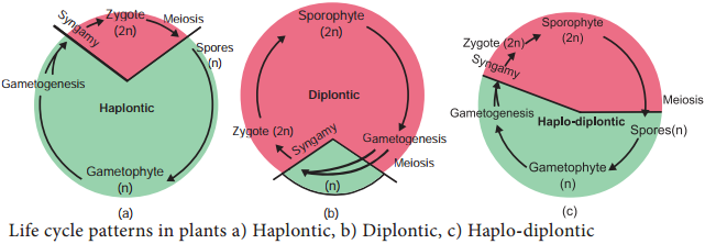 Life Cycle Patterns in Plants img 1
