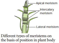 Meristematic Tissue img 1