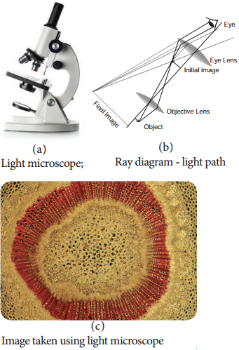 Microscopy img 1