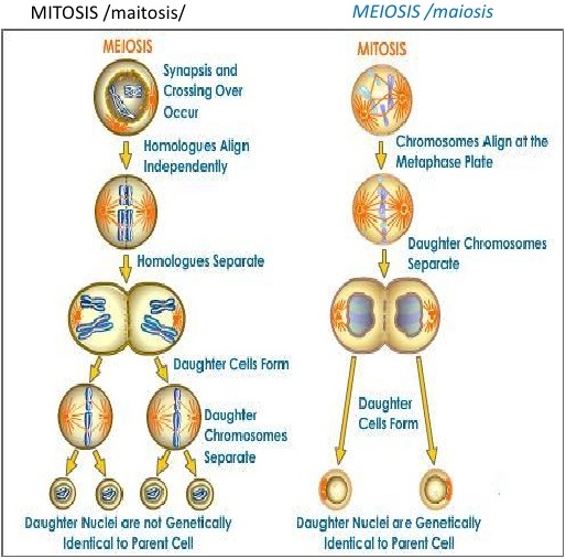 Nuclear Divisions img 1