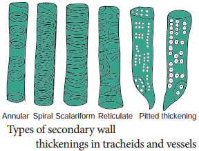 Permanent Tissues img 10